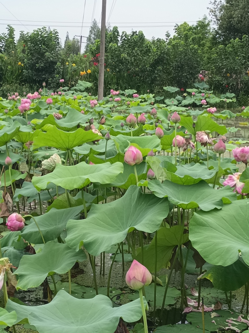 新鲜现采荷花小莲蓬，零售批发，当天采摘当天发货，全国发货