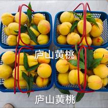 庐山黄桃，预售，