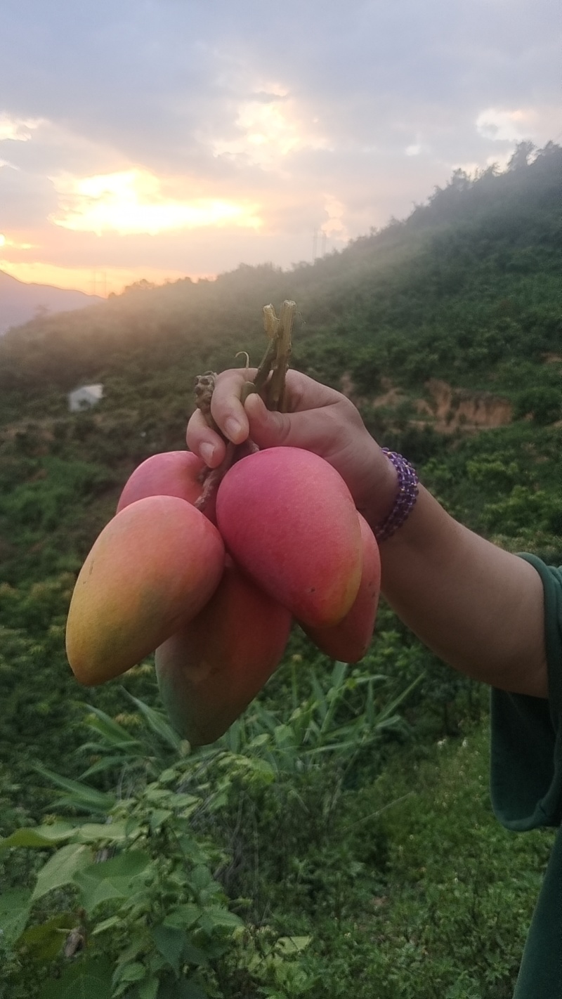 3.百色芒果，水果中的贵族。香甜多汁，果肉细腻，每一口都让