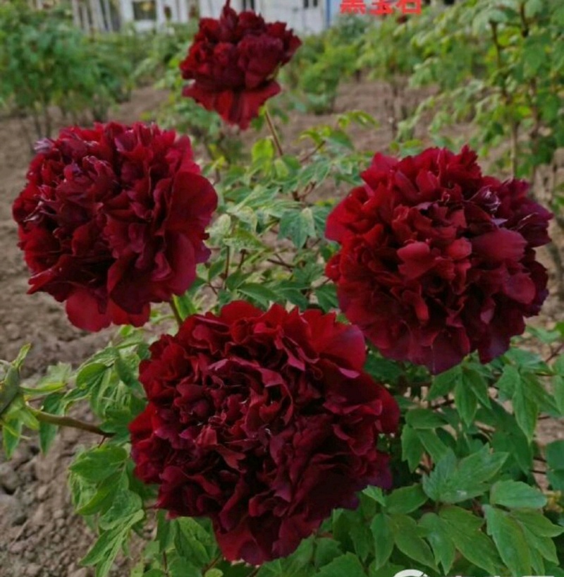 牡丹芍药玉簪品种规格齐全营养钵杯苗量大从优