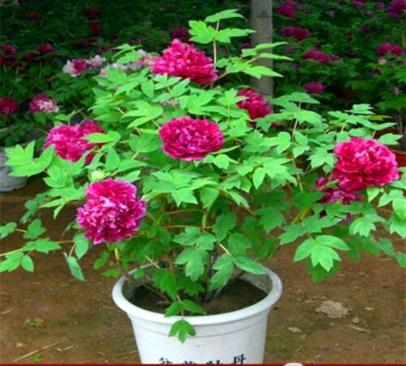 牡丹芍药玉簪品种规格齐全营养钵杯苗量大从优