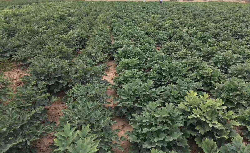 牡丹芍药玉簪品种规格齐全营养钵杯苗量大从优