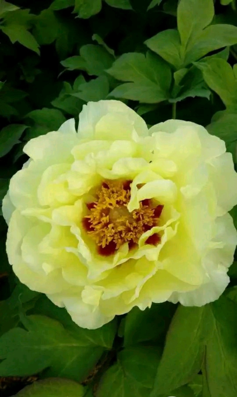 牡丹芍药玉簪品种规格齐全营养钵杯苗量大从优