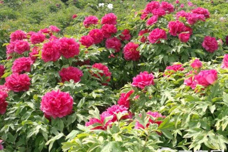牡丹芍药玉簪品种规格齐全营养钵杯苗量大从优