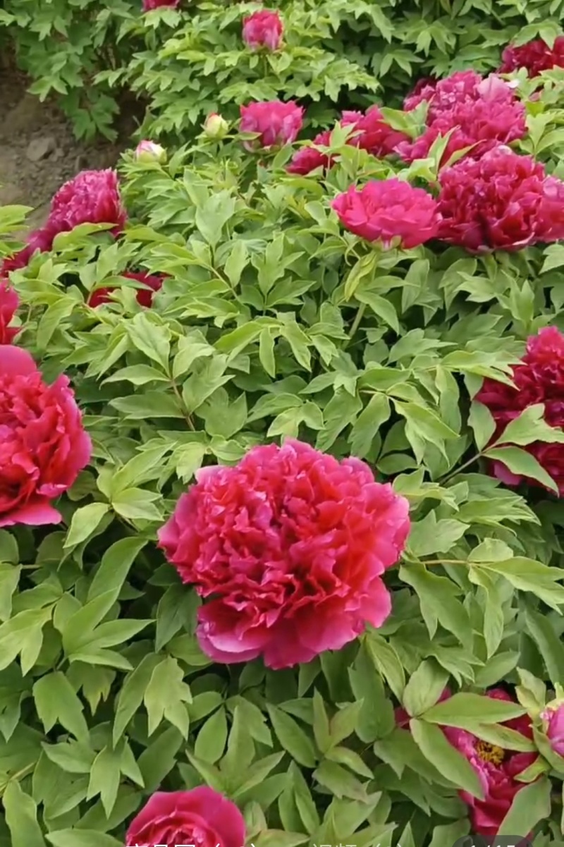 牡丹芍药玉簪品种规格齐全营养钵杯苗量大从优