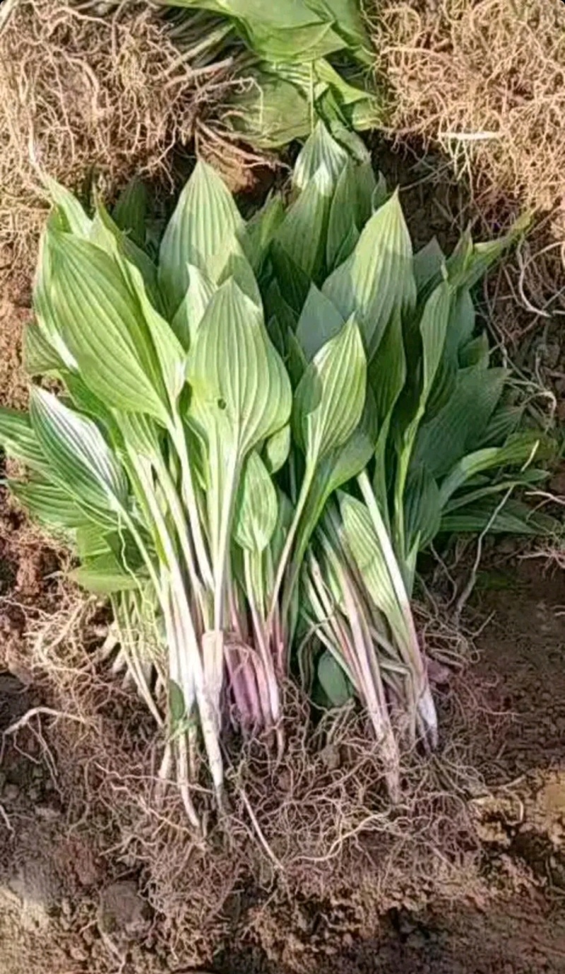 牡丹芍药玉簪品种规格齐全营养钵杯苗量大从优