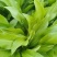 牡丹芍药玉簪品种规格齐全营养钵杯苗量大从优