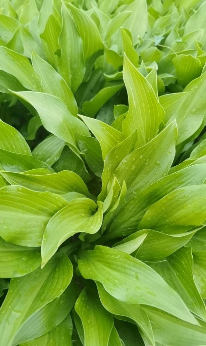 牡丹芍药玉簪品种规格齐全营养钵杯苗量大从优