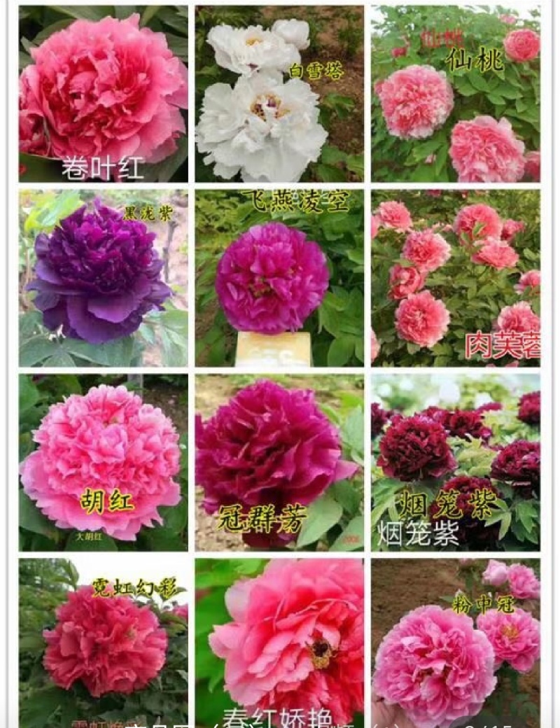 牡丹芍药玉簪品种规格齐全营养钵杯苗量大从优