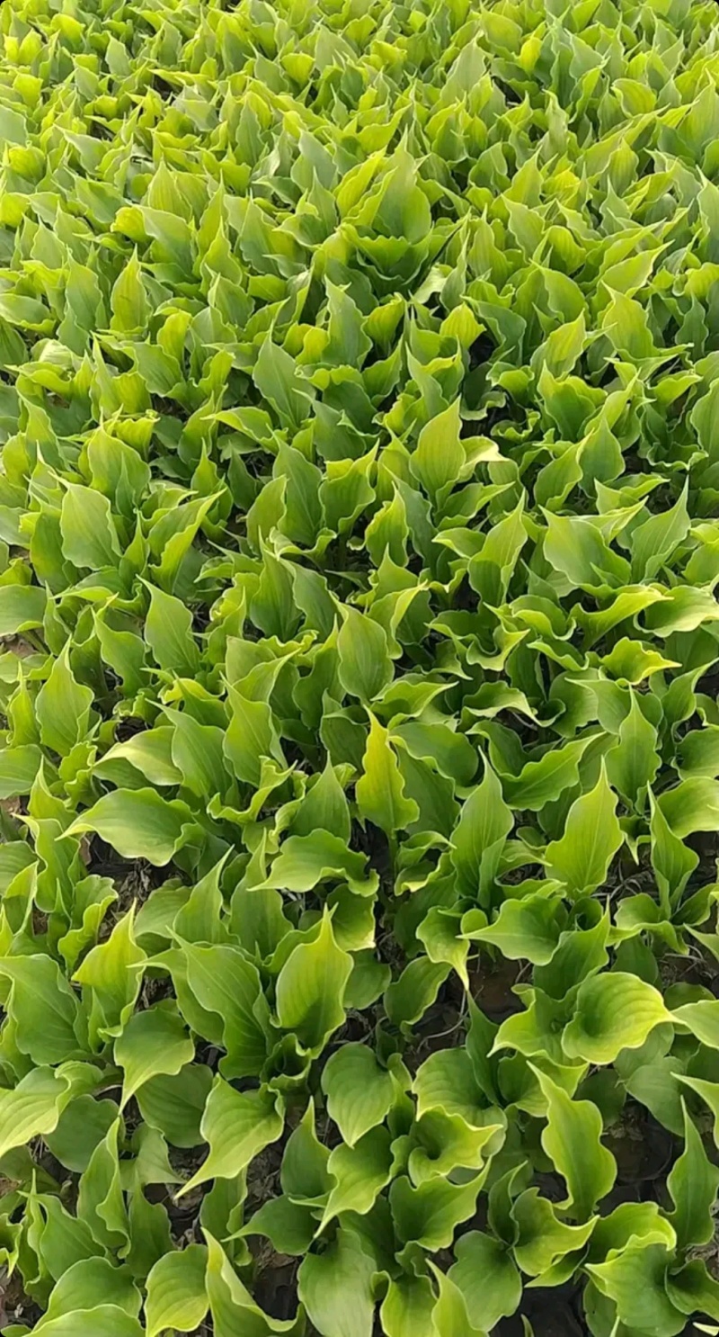 牡丹芍药玉簪品种规格齐全营养钵杯苗量大从优