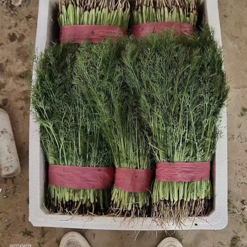 精品茴香苗产地直发一手货源质量保证！