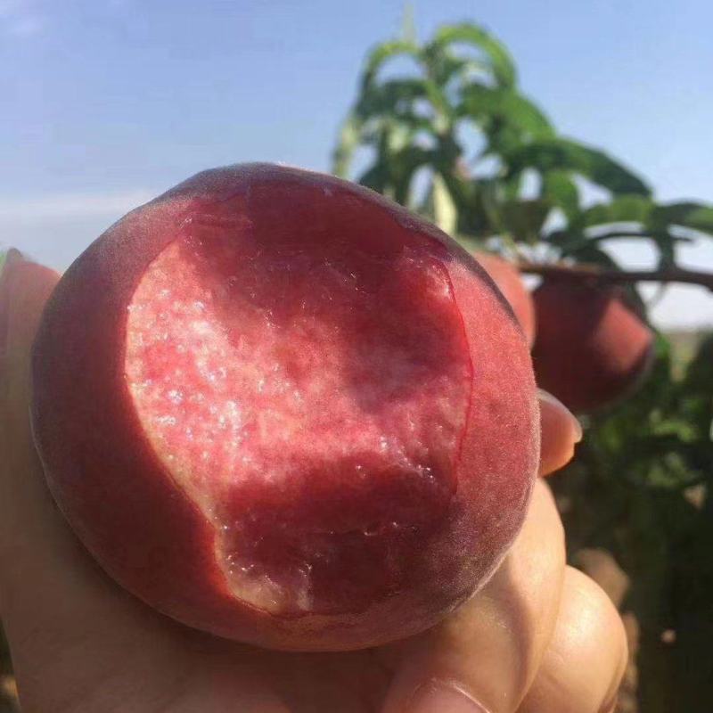 红不软桃果肉红色口感好诚信走量对接批发商电商超市社区团购