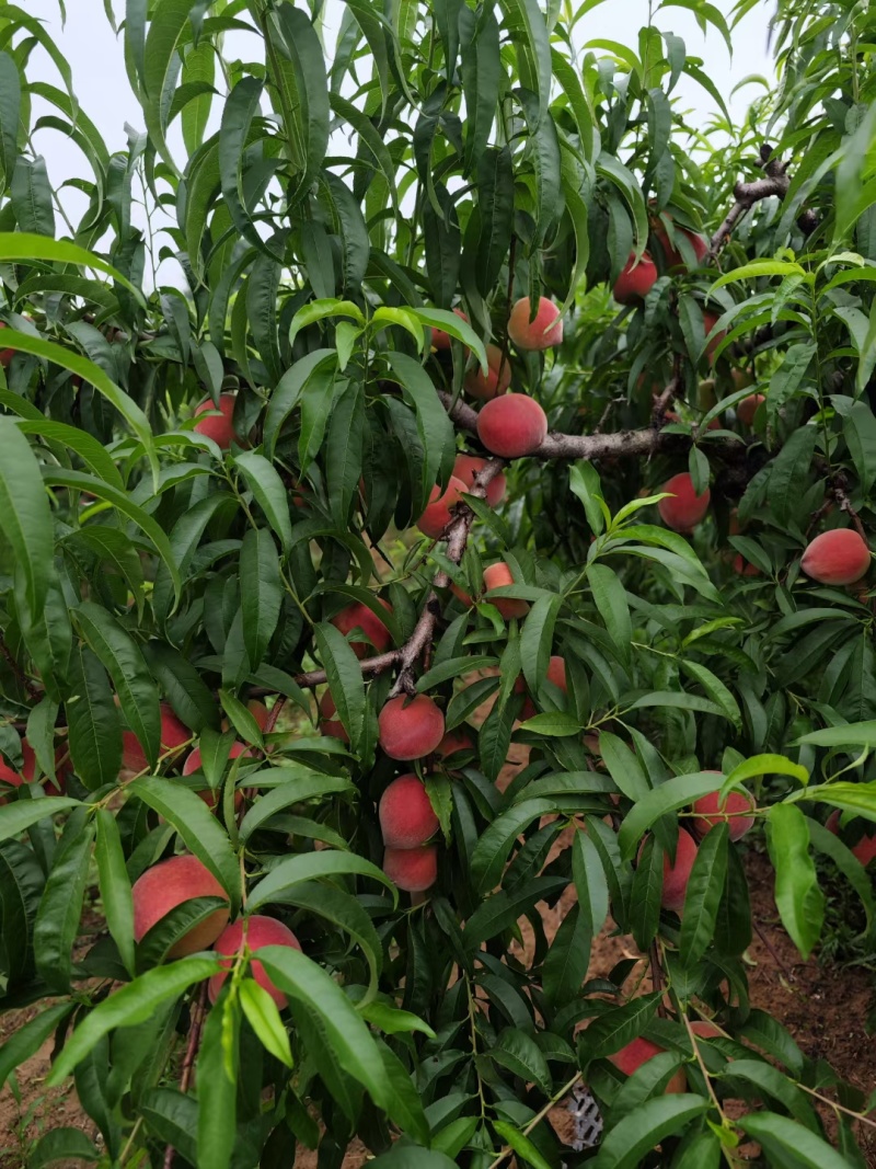 红不软桃果肉红色口感好诚信走量对接批发商电商超市社区团购