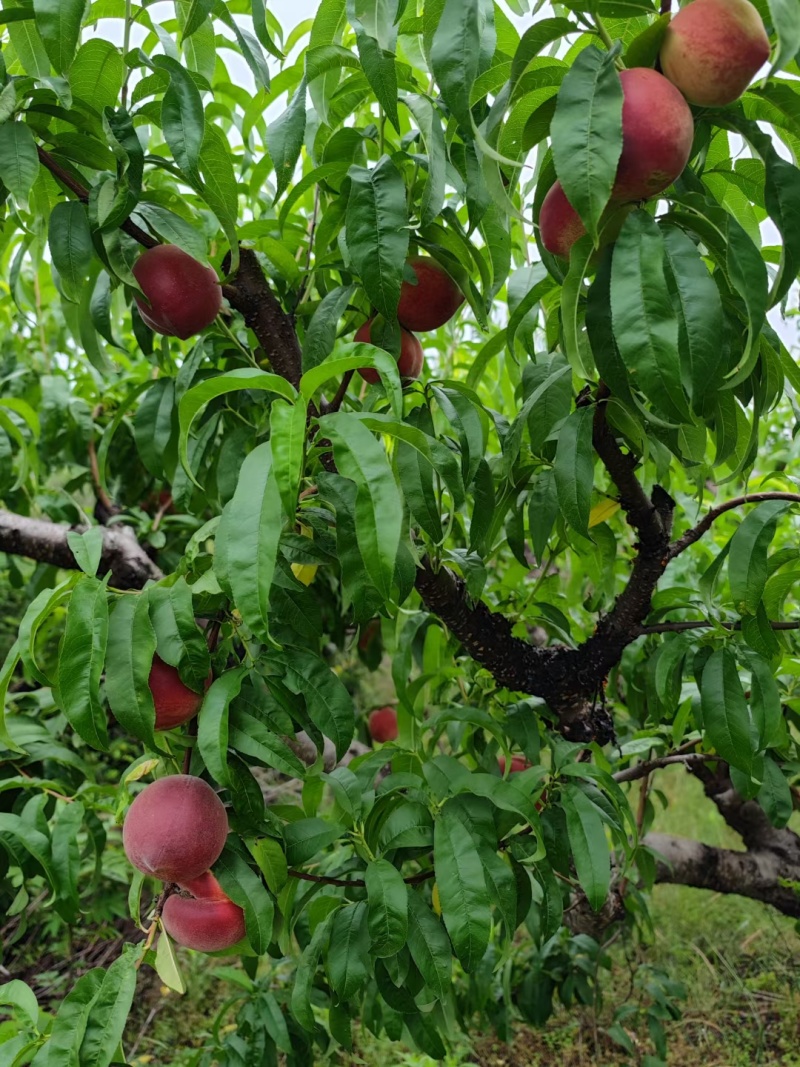 红不软桃果肉红色口感好诚信走量对接批发商电商超市社区团购