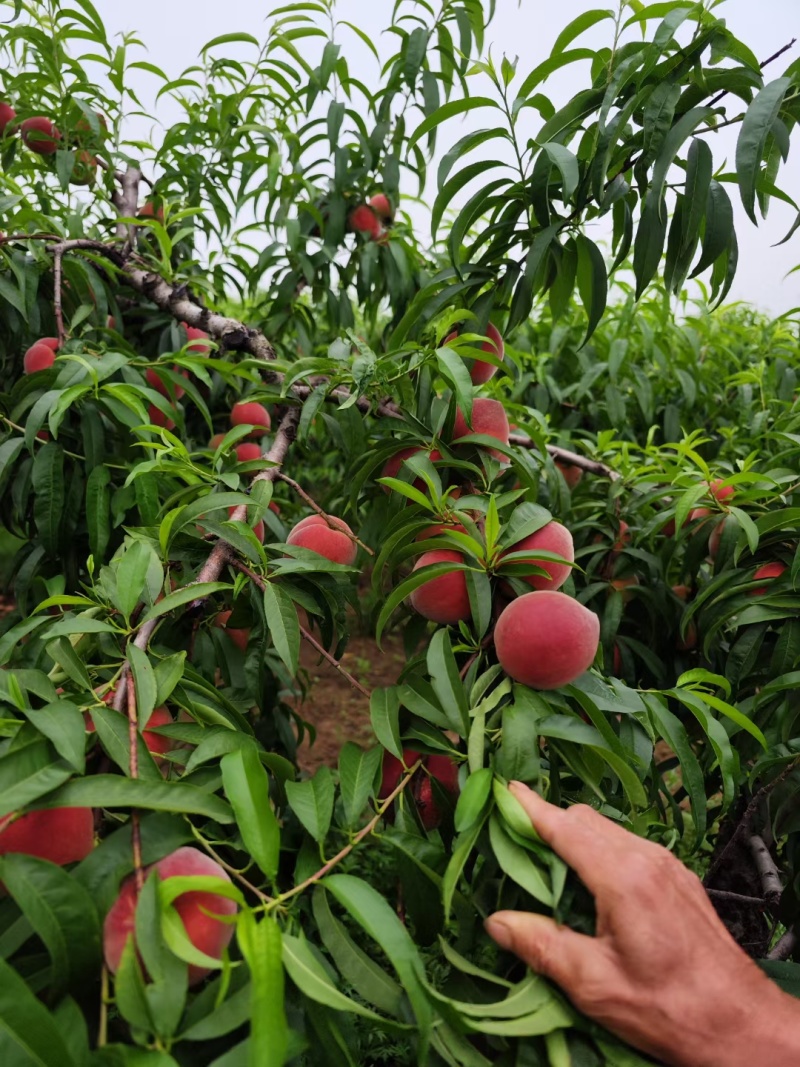 红不软桃果肉红色口感好诚信走量对接批发商电商超市社区团购