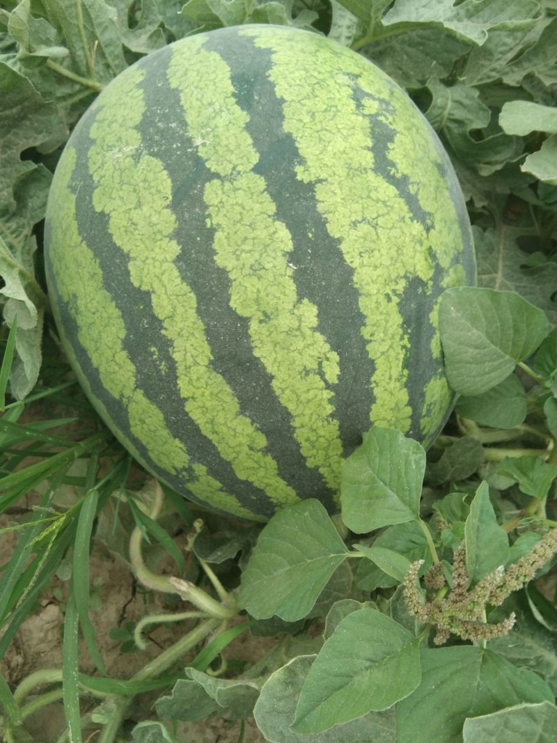 【郑重承诺--包熟包甜】甜王西瓜1茬薄皮黑子大红瓤