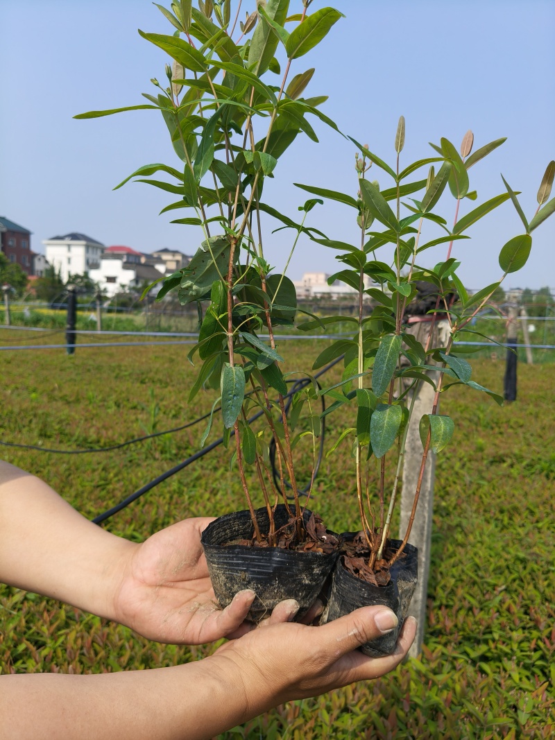 金丝桃大杯，高度40cm品质保证，价格优惠，欢迎来订购。