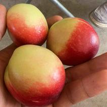 早熟露天油桃518大量上市颜色好口感美丽！！！