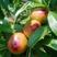 早熟露天油桃518大量上市颜色好口感美丽！！！