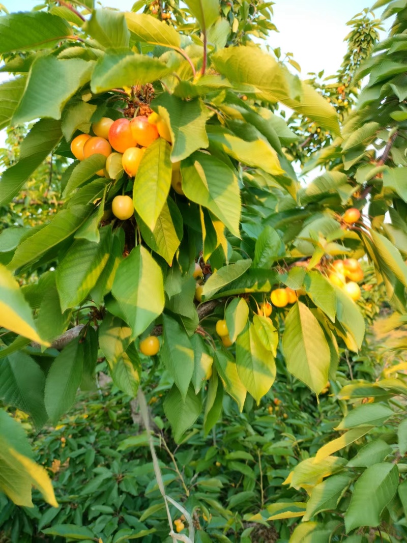 山西临汾精品黄蜜樱桃货源充足量大从质量保证欢迎咨询