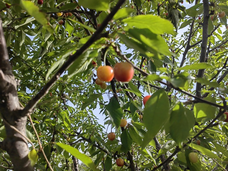 山西临汾精品黄蜜樱桃货源充足量大从质量保证欢迎咨询