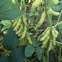 嘉豆6号黄豆种子国审大田用种非转基因大豆种籽夏季高产黄豆种孑