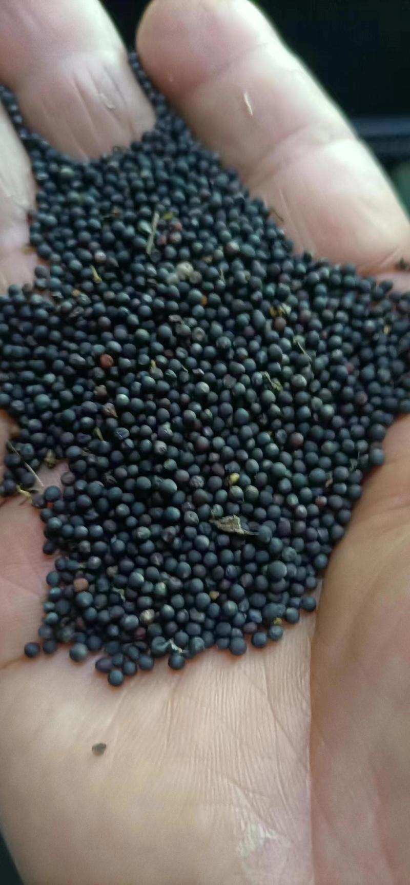 油菜籽