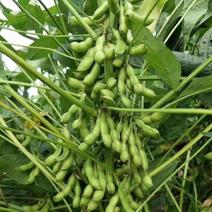 皖豆15大豆种子孑特早熟高产抗病大粒黄豆种籽农家春夏季大田用