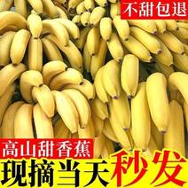 高山现摘大香蕉新鲜水果现摘现发不打药自然熟威尼斯香蕉