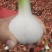 山东沂蒙山白皮蒜大量上市，大量接单大量有货，可视频看货。