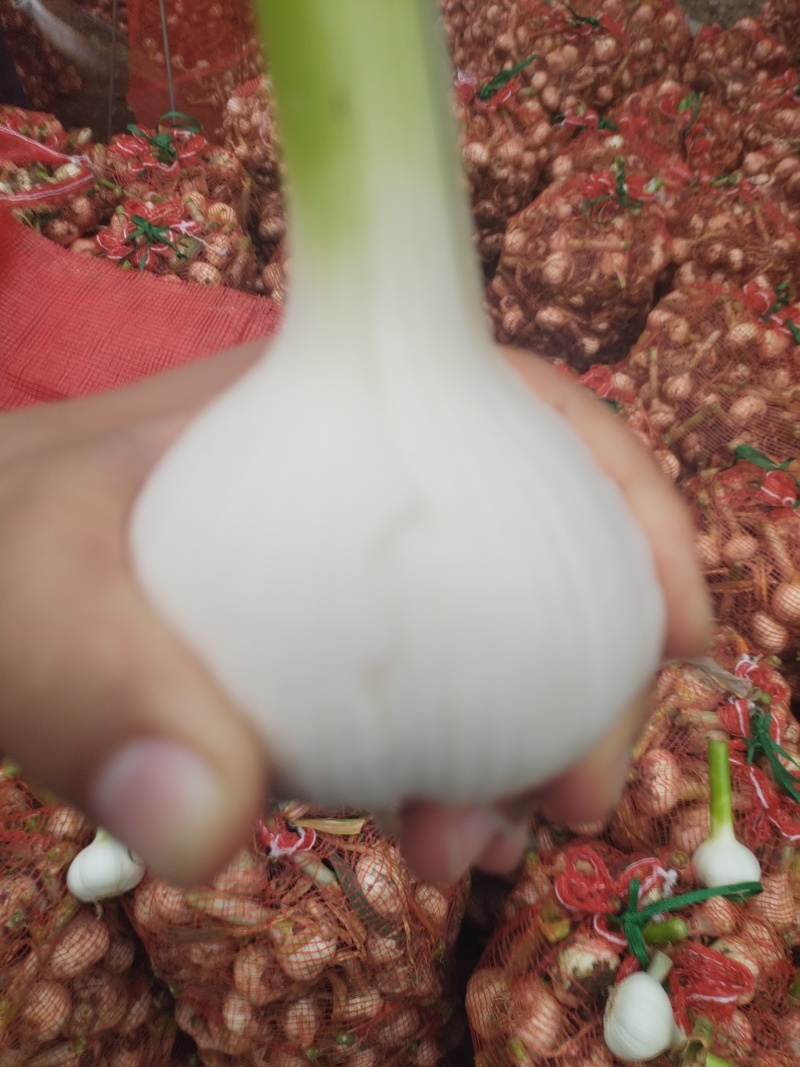 山东沂蒙山白皮蒜大量上市，大量接单大量有货，可视频看货。