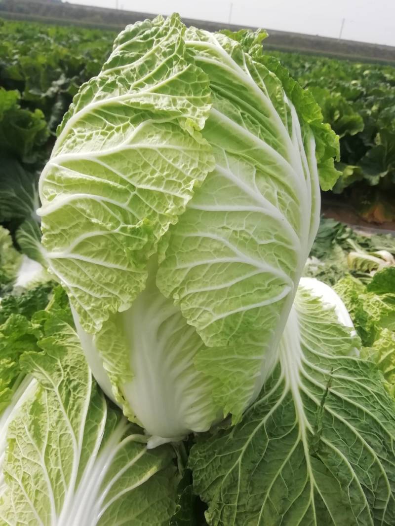 闻喜县白菜