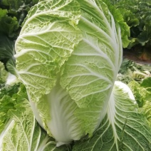 闻喜县白菜