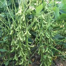 神州豆4号黄豆种子大荚饱满非转基因大豆种子农家大田高产春季播
