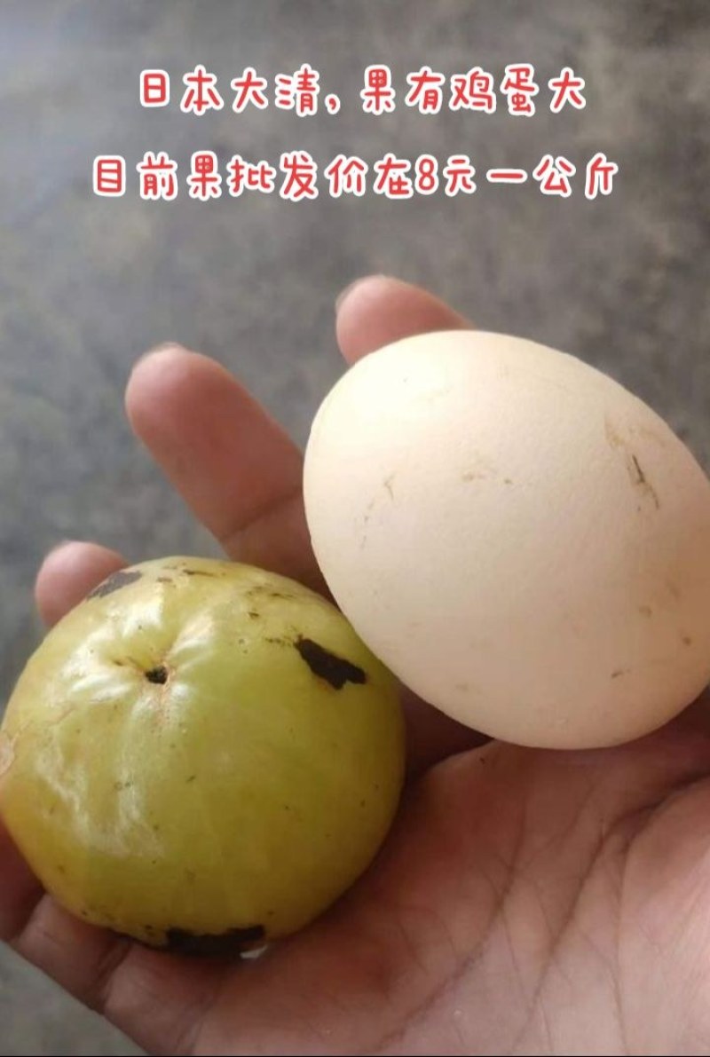 甜橄榄苗，余甘果苗，品种保证，手续齐全