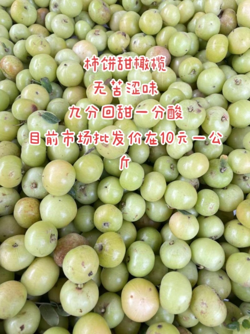 甜橄榄苗，余甘果苗，品种保证，手续齐全