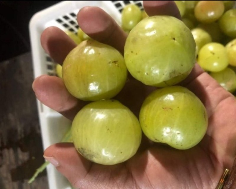 甜橄榄苗，余甘果苗，品种保证，手续齐全