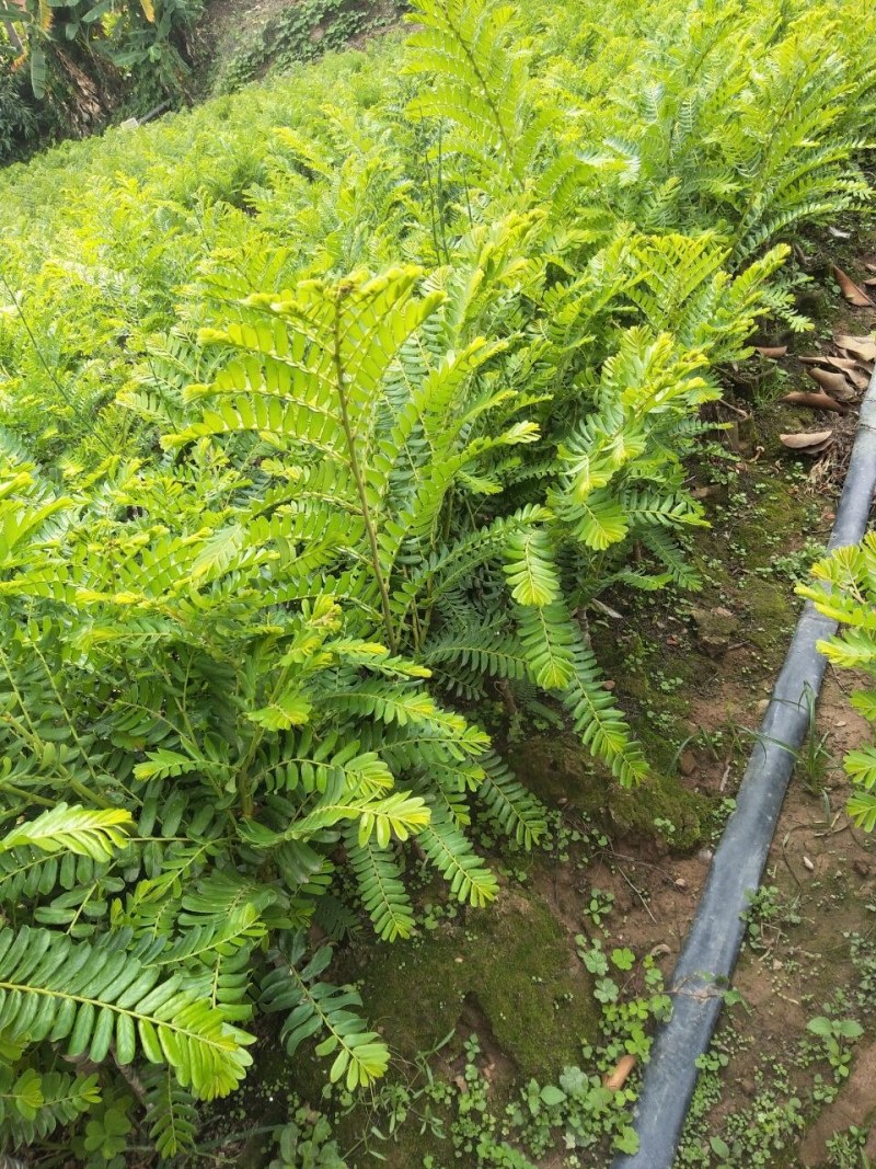 甜橄榄苗，余甘果苗，品种保证，手续齐全