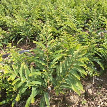 甜橄榄苗，余甘果苗，品种保证，手续齐全