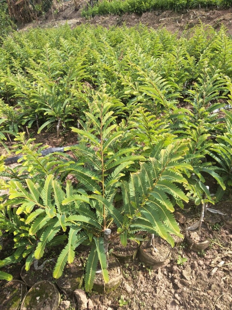 甜橄榄苗，余甘果苗，品种保证，手续齐全