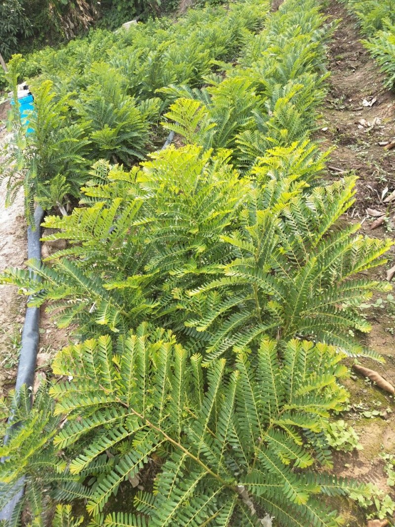 甜橄榄苗，余甘果苗，品种保证，手续齐全
