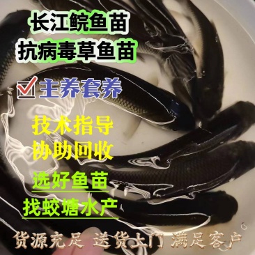 长江草鱼苗鲩鱼苗四大家鱼脆肉鲩鱼苗抗病力强筛好发货