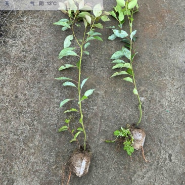 香樟袋苗