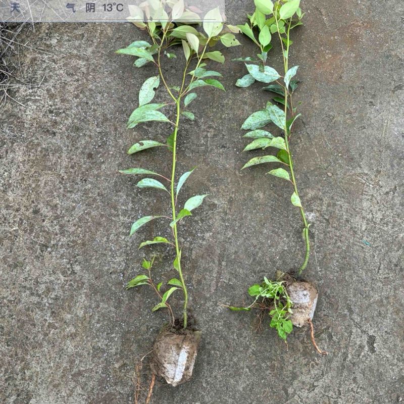香樟袋苗