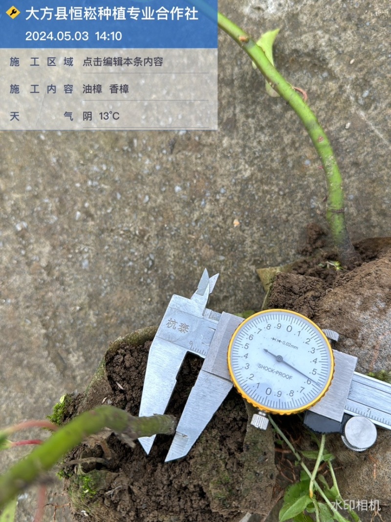 香樟袋苗