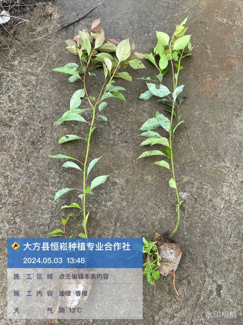香樟袋苗