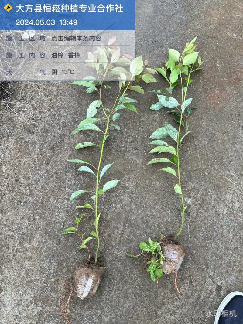 香樟袋苗