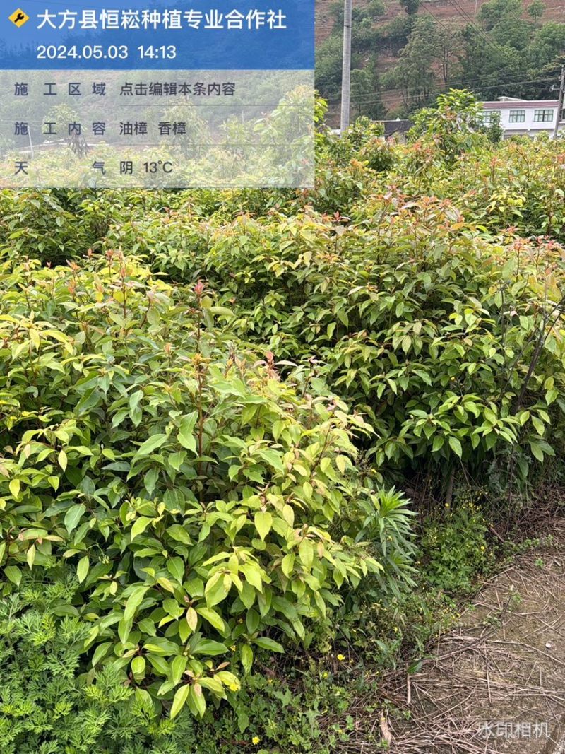 香樟袋苗