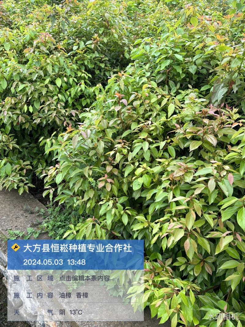 香樟袋苗