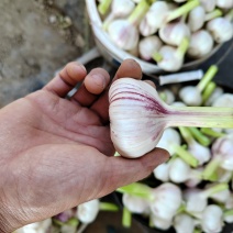 商丘大蒜大量上市，价格美丽